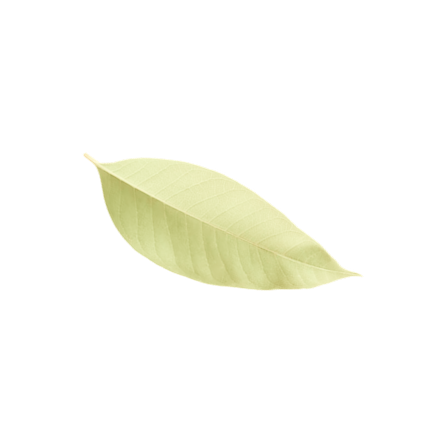 leaf